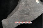 Foto (Detailansicht) von Sigillaria sp.  (NHMW-GEO-2024-0188-11243)